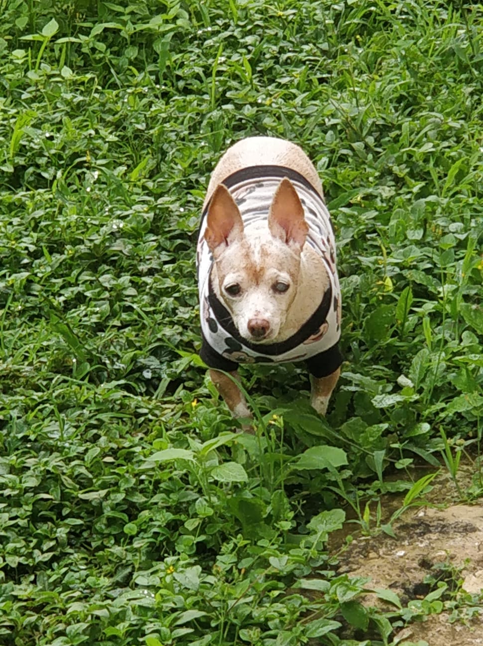Dog 1