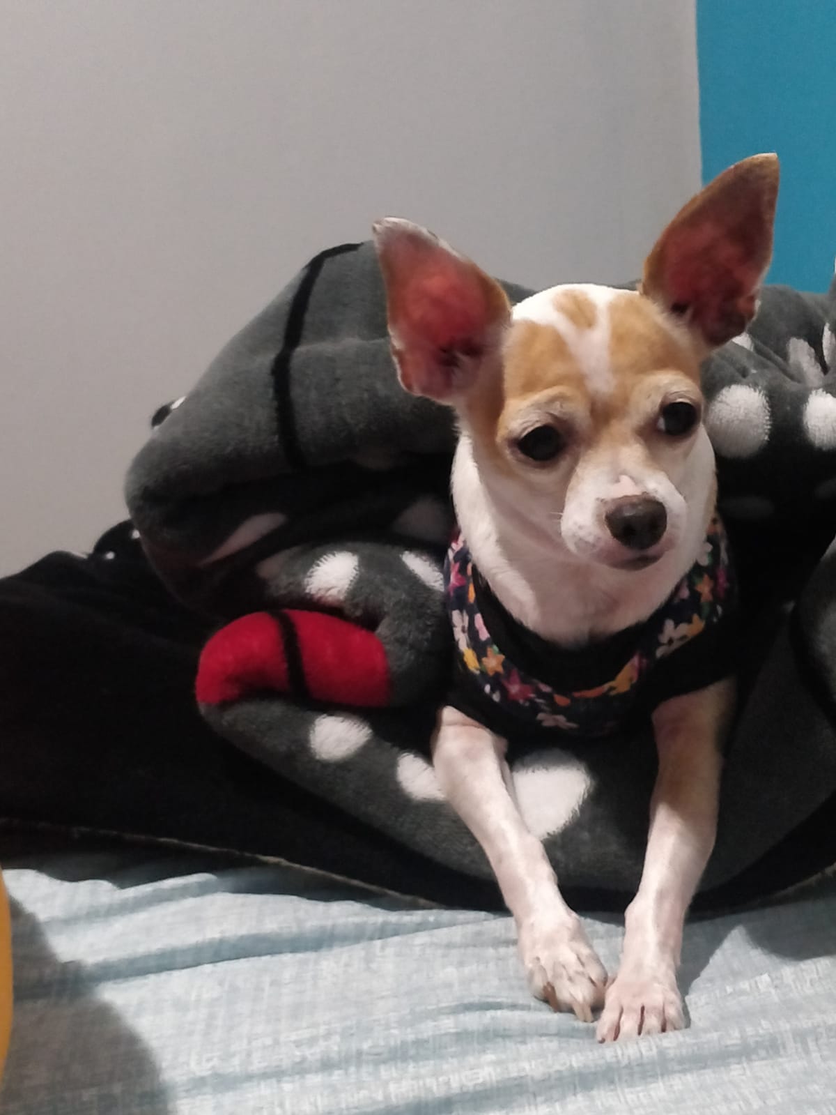 Dog 4