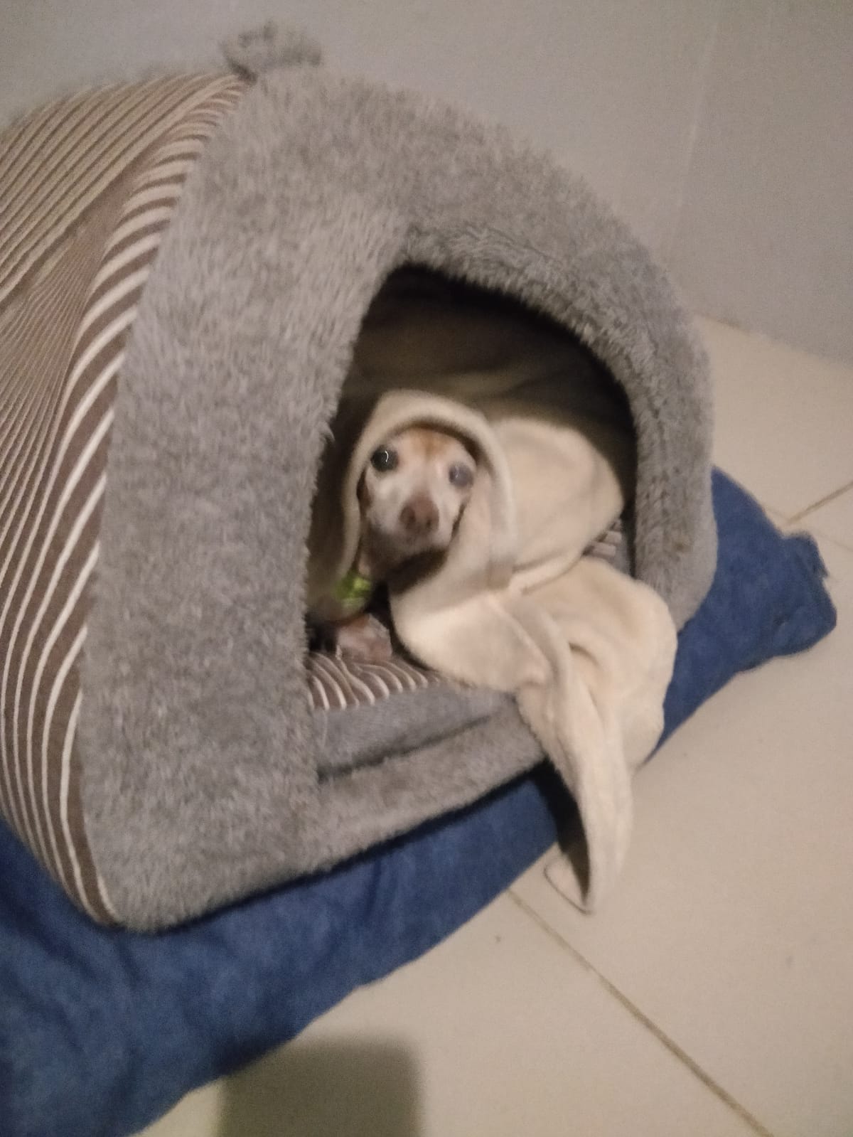 Dog 5